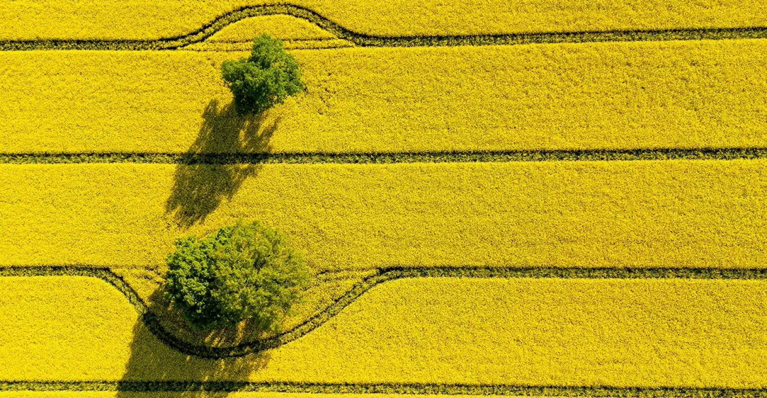 green-trees-middle-large-flowering-yellow-repe-field-top-down-view
